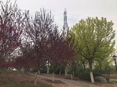 -永定河休闲森林公园