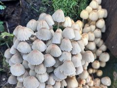 -秦岭终南山世界地质公园翠华山景区