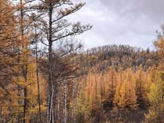 -莫尔道嘎国家森林公园