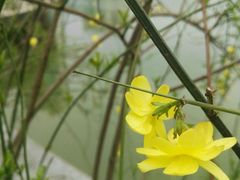 -西北湖绿化广场
