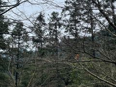 -姑婆山旅游区