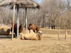 -北京野生动物园