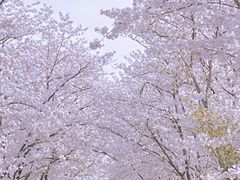 -天王浮山樱花园