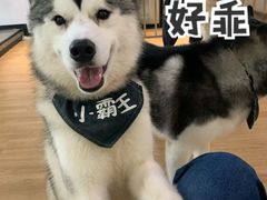-Husky Go! 哈士奇体验馆·宠物咖啡厅狗咖