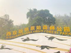 -西双版纳原始森林公园