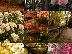 -上海共青森林公园