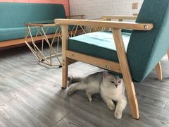 -喵屿·大理花园猫咖