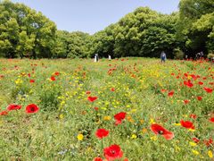 -上海共青森林公园