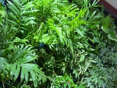 -巴奴毛肚火锅(广益哥伦布店)