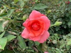 -亚龙湾国际玫瑰谷