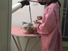 -1013 PET SHOP精品宠物商店(丁香店)