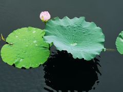 -荷塘月色湿地公园·向阳花洲