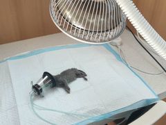 -联合动物医院(光谷诊疗中心)