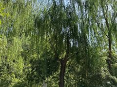 -济南大明湖景区