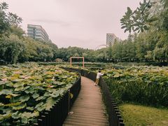 -陈家山荷花公园
