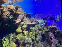 -上海海洋水族馆