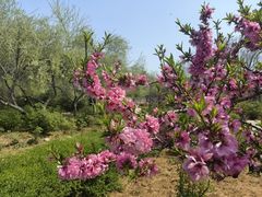 -洛阳市隋唐城遗址植物园