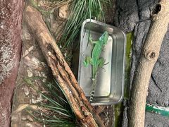 -上海大自然野生昆虫馆(东方明珠·爬宠昆虫探索中心)