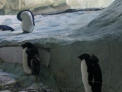 -珠海长隆海洋王国