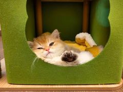 -猫十亿·布偶金渐层·曼基康矮脚猫舍(青年路店)