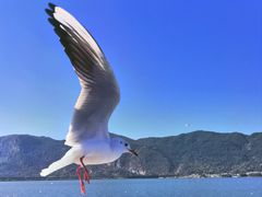 -海埂大坝