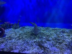 -太平洋海底世界