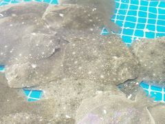 -蓝珊甄选海鲜自助·火锅大排档(近阿那亚店)