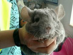 -瑞派·关忠动物医院·异宠专科·犬猫肿瘤·皮肤专科(望京店)