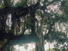 -小洲村