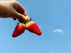 -尚田草莓姑娘白草莓采摘基地