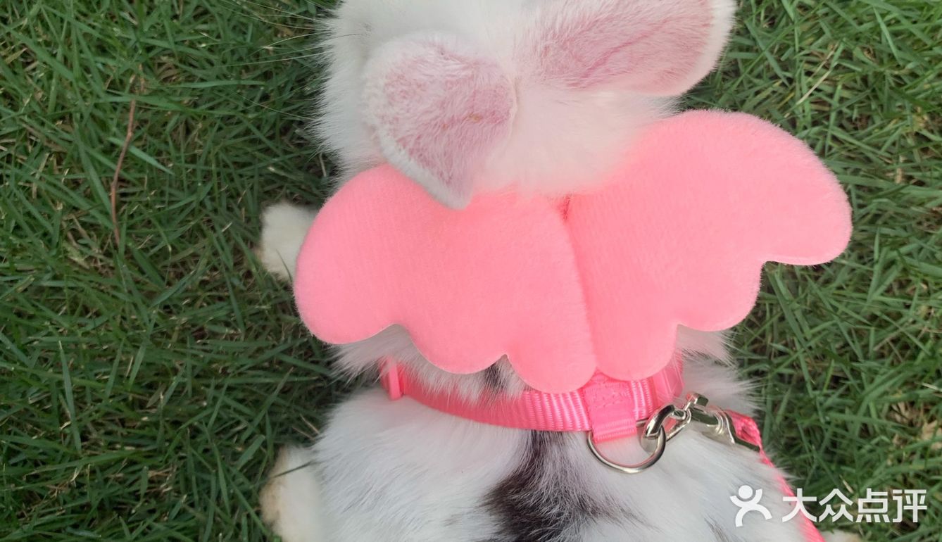 妈妈带本兔兔出来玩啦～ 好开心哦   附带本兔兔几张