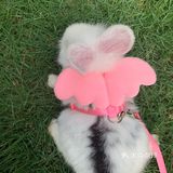 妈妈带本兔兔出来玩啦～ 好开心哦   附带本兔兔几张