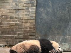 -都江堰中华大熊猫苑