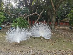 -广州长隆飞鸟乐园