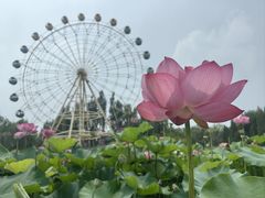 -白洋淀景区