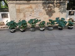 -上海醉白池公园