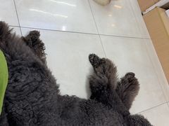 -翊宠yipet猫狗购宠庄园犬舍•猫舍