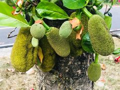 -海南热带雨林国家公园吊罗山景区