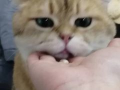 -柴迷FANS CLUB·柴犬狗咖·猫咖
