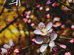 -妙应寺白塔