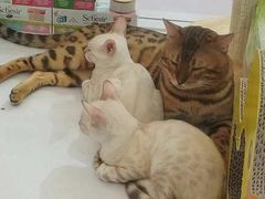 -猫色咖啡·猫咖