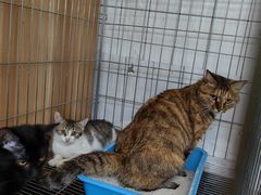 -康乐宝动物医院