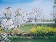 -羊山湖公园