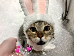 -PETKIT 小佩宠物·低压洗护·美容·寄养(安远店)