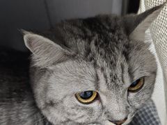 -心仪动物医院·牙专科·肿瘤·心脏科(西客站院)