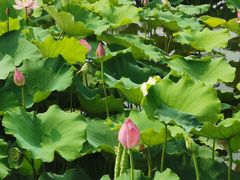 -荷塘月色湿地公园·向阳花洲