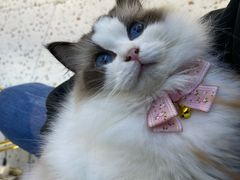 -喵喵咪呀布偶猫咖(春熙路店)