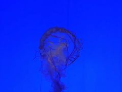 -上海海洋水族馆