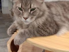 -楼上猫咖(罗湖店)