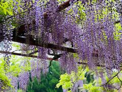 -嘉定紫藤园